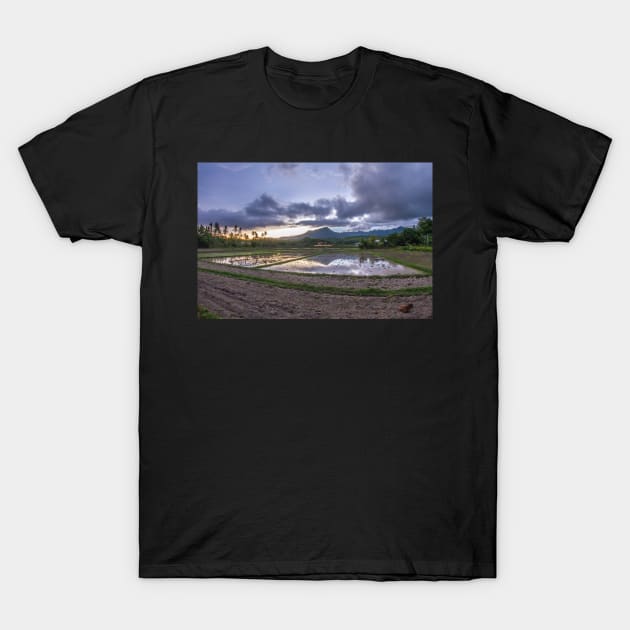 Rice field during sunset T-Shirt by SCUBAddict